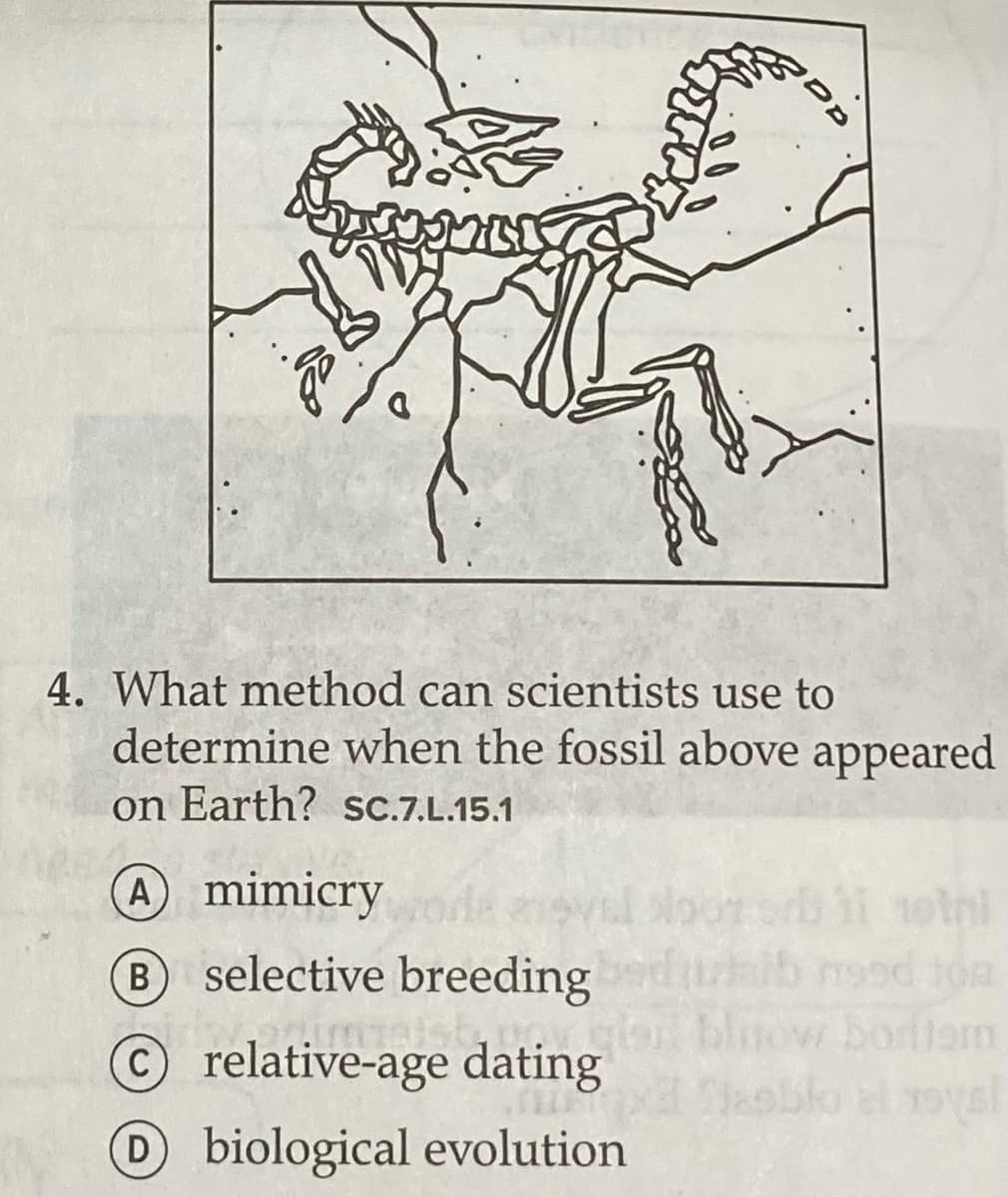 4. What method can scientists use to
determine when the fossil above appeared
on Earth? sC.7.L.15.1
Amimicry
B selective breeding
bluow bodlem
Orelative-age dating
biological evolution
