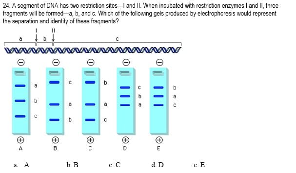 24. A segment of DNA has two restriction sites-l and II. When incubated with restriction enzymes I and II, three
fragments will be formed-a, b, and c. Which of the following gels produced by electrophoresis would represent
the separation and identity of these fragments?
b
A
B.
a. A
b. В
с. С
d. D
е. Е
(+ w
