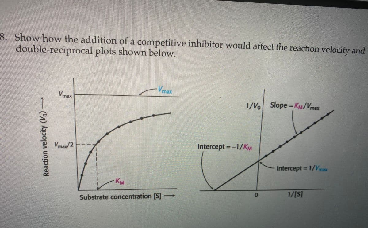 8. Show how the addition of a competitive inhibitor would affect the reaction velocity and
double-reciprocal plots shown below.
1
Reaction velocity (V)
Vmax
Vmax/2
- KM
Vmax
Substrate concentration [S] -
1/Vo Slope=KM/Vmax
Intercept = -1/KM
0
Intercept = 1/Vmax
1/[S]