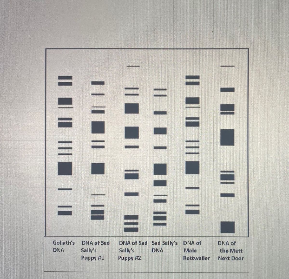 Goliath's
DNA
DNA of Sad
Sally's
Puppy #1
DNA of Sad
Sally's
Puppy #2
Sad Sally's
DNA
DNA of
Male
Rottweiler
DNA of
the Mutt
Next Door