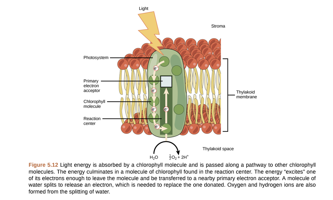 Photosystem
Primary
electron
acceptor
Chlorophyll
molecule
Reaction
center
Light
Stroma
Thylakoid space
Thylakoid
membrane
H₂O
0₂ + 2H+
Figure 5.12 Light energy is absorbed by a chlorophyll molecule and is passed along a pathway to other chlorophyll
molecules. The energy culminates in a molecule of chlorophyll found in the reaction center. The energy "excites" one
of its electrons enough to leave the molecule and be transferred to a nearby primary electron acceptor. A molecule of
water splits to release an electron, which is needed to replace the one donated. Oxygen and hydrogen ions are also
formed from the splitting of water.