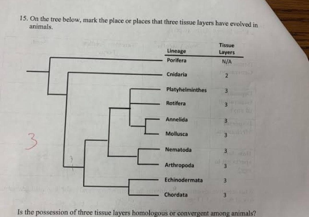 15. On the tree below, mark the place or places that three tissue layers have evolved in
animals.
Tissue
Lineage
Layers
Porifera
N/A
Cnidaria
2.
Platyhelminthes
3.
Rotifera
3.
Annelida
3.
Mollusca
Nematoda
3
Arthropoda
Echinodermata
3.
Chordata
Is the possession of three tissue layers homologous or convergent among animals?
