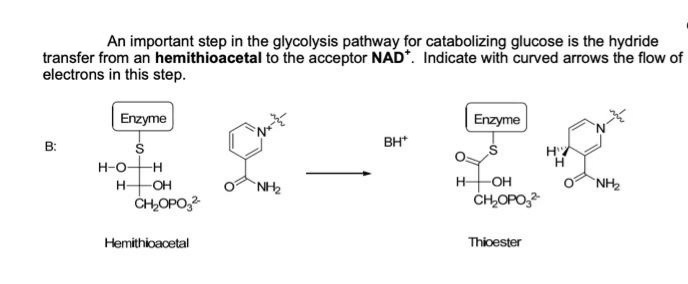 An important step in the glycolysis pathway for catabolizing glucose is the hydride
transfer from an hemithioacetal to the acceptor NAD*. Indicate with curved arrows the flow of
electrons in this step.
Enzyme
Enzyme
BH*
B:
H
H-O-H
H-
OH
`NH2
H-
-OH
NH2
CH,OPO,2
CH,OPO,
Hemithioacetal
Thioester
