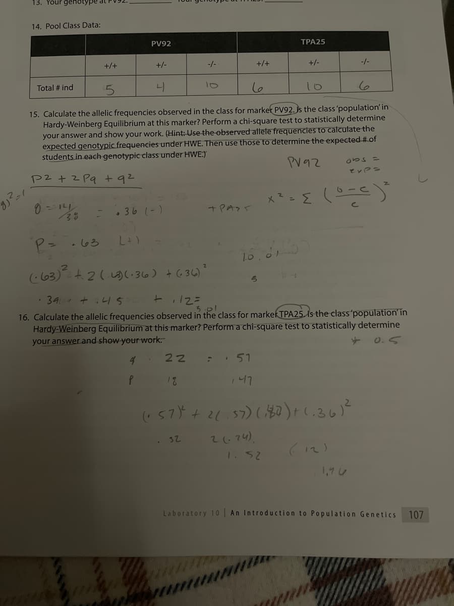 13. Your genotype
14. Pool Class Data:
PV92
ТРА25
+/+
+/-
-/-
+/+
+/-
-/-
Total # ind
41
10
15. Calculate the allelic frequencies observed in the class for marker PV92. Js the class 'population' in
Hardy-Weinberg Equilibrium at this marker? Perform a chi-square test to statistically determine
your answer and show your work. (Hint: Use the observed attete frequencies to calcutate the
expected genotypic frequencies under HWE. Then use those to determine the expected # of
students in each genotypic class under HWE.)
PV92
obs =
P2 +2 Pq +92
• 36 (-)
+ PASS
P=
.63
(63) t 2(.L3(. 36) + G36)"
5n
· 34 + 45
と 2=
3.01
16. Calculate the allelic frequencies observed in the class for markek TPA25 Is the class'population'in
Hardy-Weinberg Equilibrium at this marker? Perform a chi-square test to statistically determine
your answer and show your work.
0.5
of
22
- 51
18
147
(( 57)+ 2( 57) (知)+し.るい
. 32
2.74).
1. 52
(て)
1,1 U
Laboratory 10 An Introduction to Population Genetics
107
