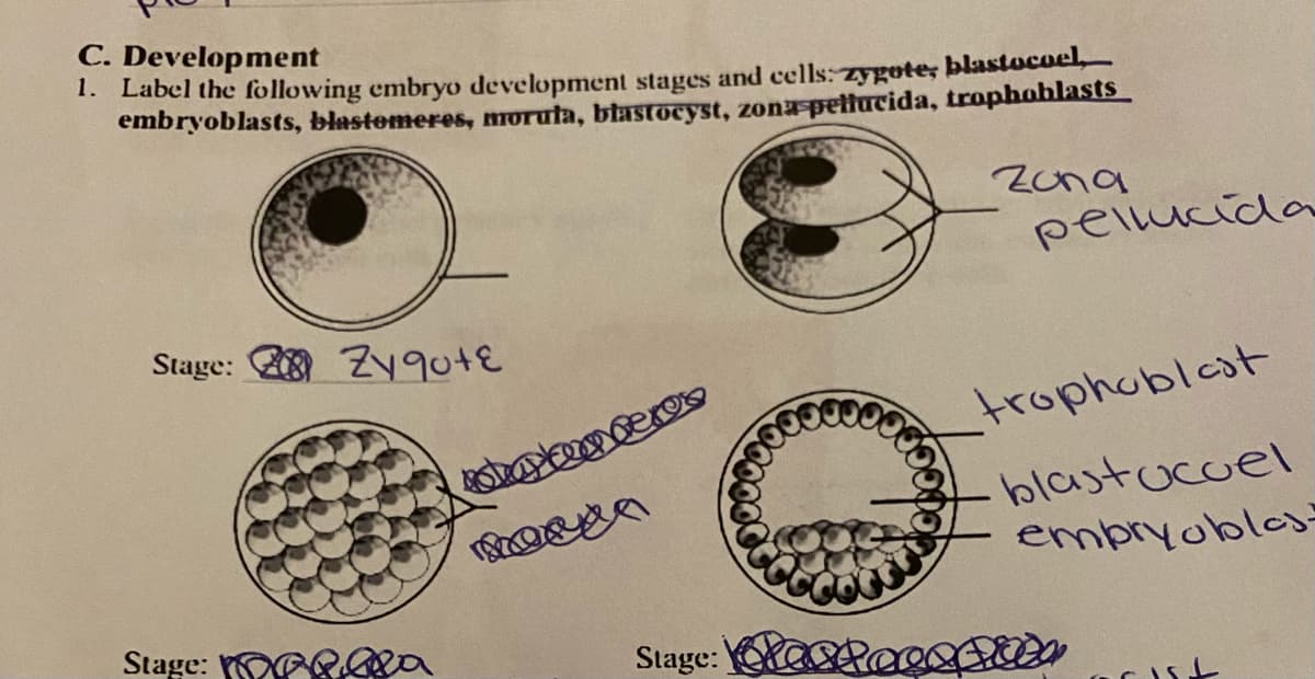 C. Development
1. Label the following embryo development stages and cells: zygote; blastocoel,
embryoblasts, blastemeres, oruta, blastocyst, zona pellucida, trophoblasts
Zuna
pellucida
Stage: Zy90+€
trophoblest
blastucuel
empryoblos
Stage: OR a
Stage: aRao
