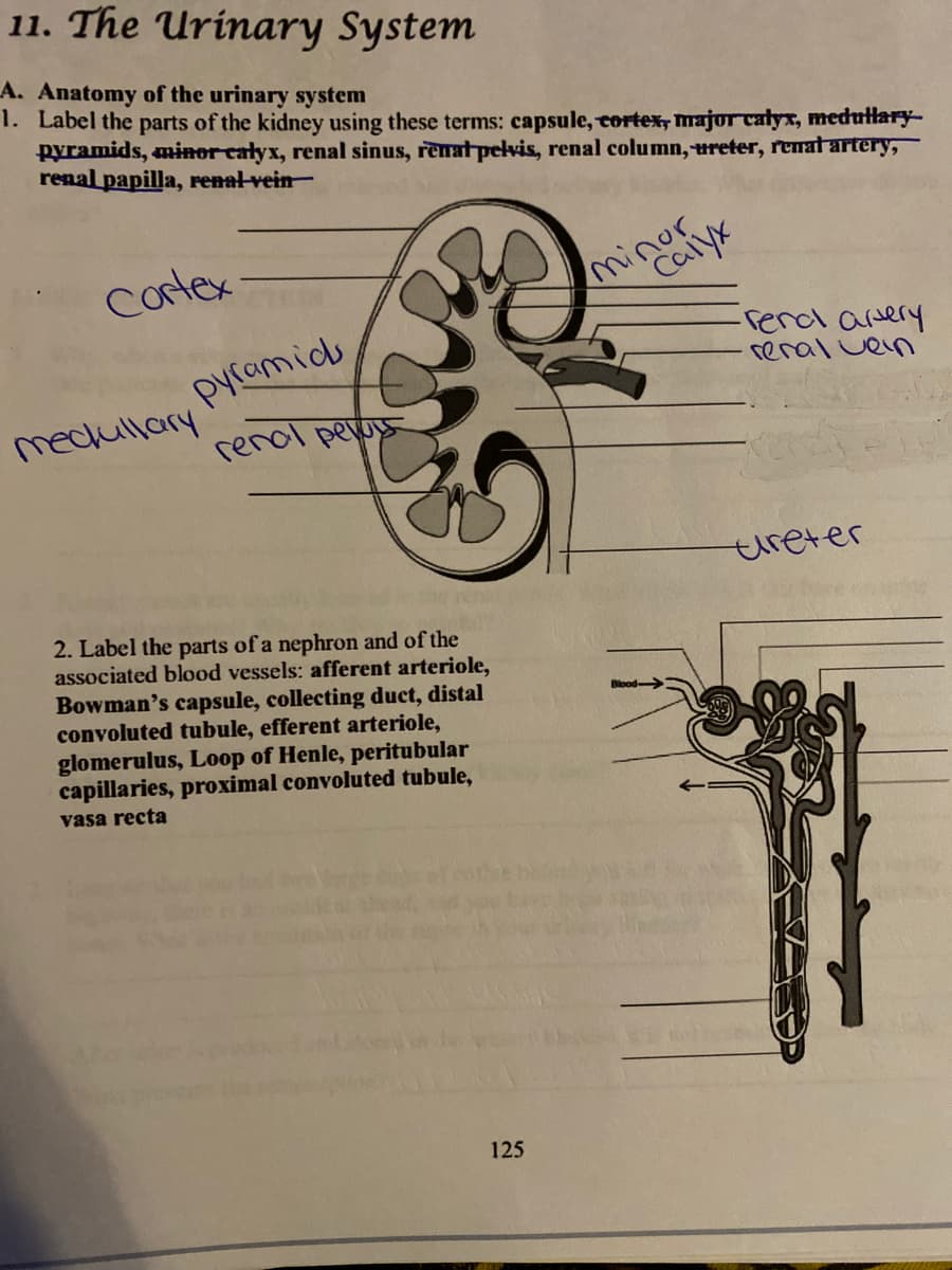 11. The Urinary System
A. Anatomy of the urinary system
1. Label the parts of the kidney using these terms: capsule, cortex, major calyx, medutlary-
pyramids, miner calyx, renal sinus, renat pelvis, renal column,ureter, renat artery,
renal papilla, renal-vein-
minor
Calyx
Cortex
pycamids
-rend arery
eraluevう
medullary
renol peyos
treter
2. Label the parts of a nephron and of the
associated blood vessels: afferent arteriole,
Bowman's capsule, collecting duct, distal
convoluted tubule, efferent arteriole,
glomerulus, Loop of Henle, peritubular
capillaries, proximal convoluted tubule,
vasa recta
125
