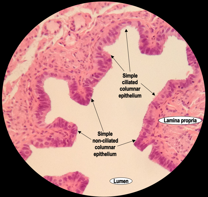 Simple
ciliated
columnar
epithelium
Lamina propria
Simple
non-ciliated
columnar
epithelium
Lumen
