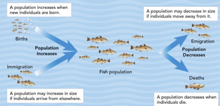 A population increases when
new individuals are born.
A population may decrease in size
if individuals move away from it.
Births
Emigration
Population
Increases
Population
Decreases
Immigration
Fish population
Deaths
A population may increase in size
if individuals arrive from elsewhere.
A population decreases when
individuals die.
