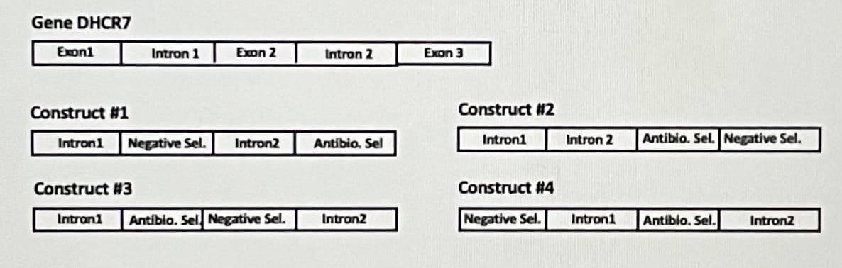 Gene DHCR7
Exon1
Intron 1
Expn 2
Intron 2
Exon 3
Construct #1
Construct #2
Intron1
Negative Sel.
Intron2
Antíbio. Sel
Intron1
Intron 2
Antiblo. Sel. Negative Sel.
Construct #3
Construct #4
Intran1
Antibio. Sel Negative Sel.
Intron2
Negative Sel.
Intron1
Antibio. Sel.
Intron2
