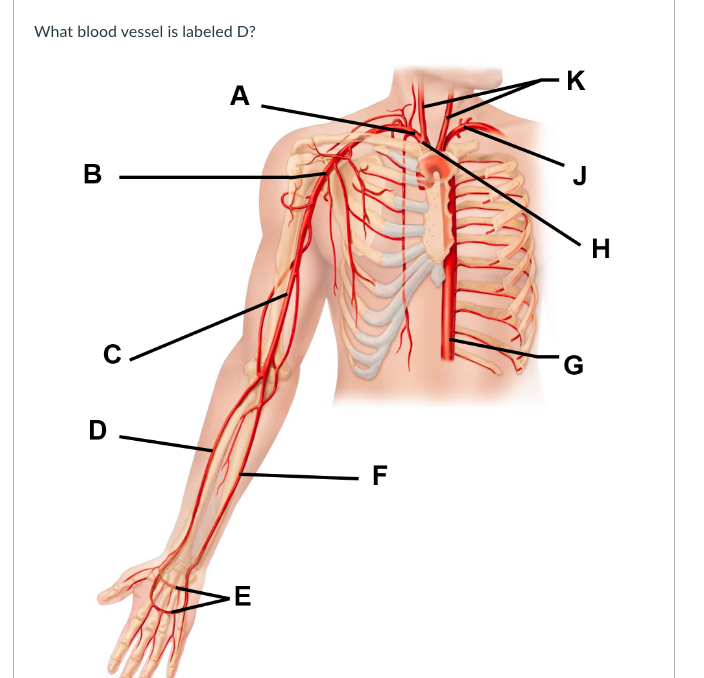 What blood vessel is labeled D?
K
A
В
H
D
F
>E
