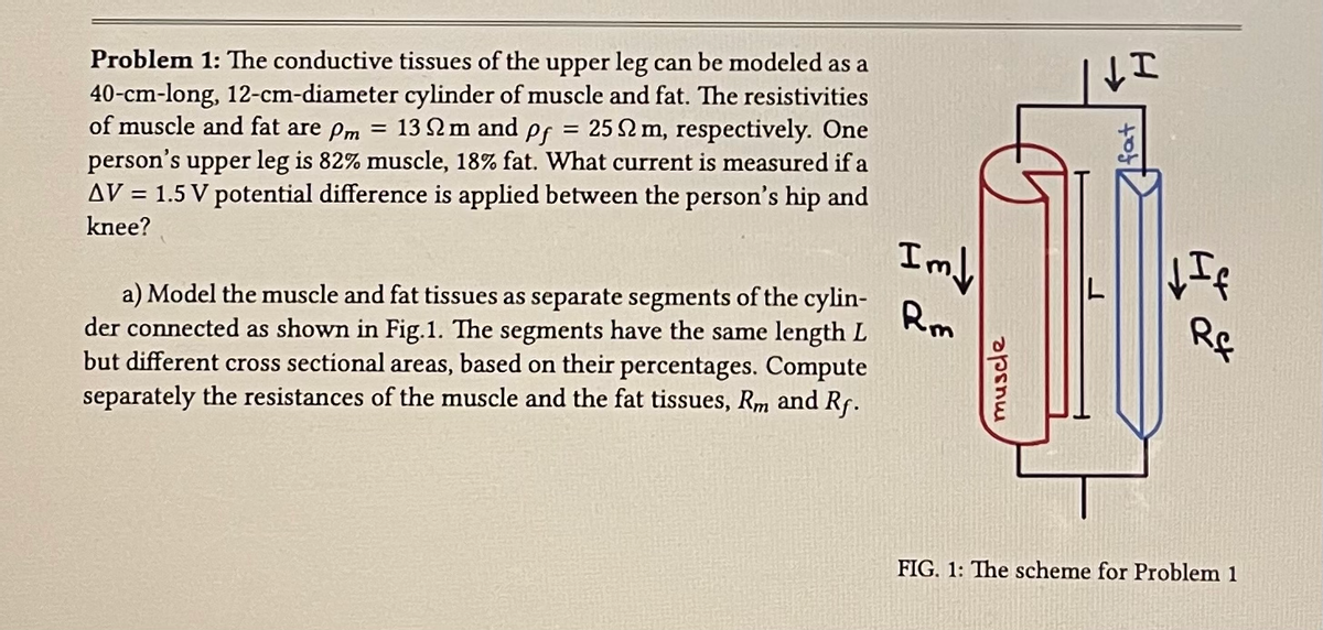 =
Problem 1: The conductive tissues of the upper leg can be modeled as a
40-cm-long, 12-cm-diameter cylinder of muscle and fat. The resistivities
of muscle and fat are pm = 132 m and pf 25 2 m, respectively. One
person's upper leg is 82% muscle, 18% fat. What current is measured if a
AV = 1.5 V potential difference is applied between the person's hip and
knee?
a) Model the muscle and fat tissues as separate segments of the cylin-
der connected as shown in Fig.1. The segments have the same length L
but different cross sectional areas, based on their percentages. Compute
separately the resistances of the muscle and the fat tissues, Rm and Rf.
Im↓
Rm
muscle
↓I
R&
FIG. 1: The scheme for Problem 1