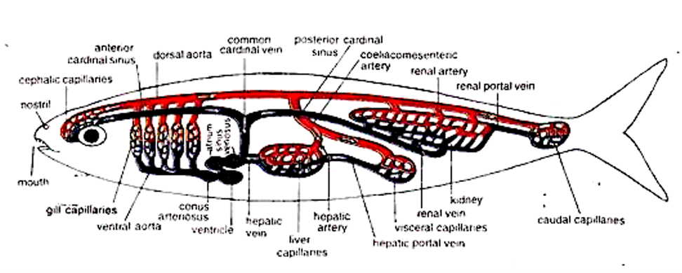 anterior
cardinal sinus,
cephalic capillaries
nostri!
gill capillarios
mouth
common
dorsal aorta cardinal vein
conus
antenosus
hepatic
vein
ventral aorta
ventricle
posterior cardinal
SINUS
hepatic
artery
liver
capillanes
coehacomesenteric
artery
renal artery
renal portal vein
kidney
renal vein
visceral capillanes
hepatic portal vein
caudal capillanes