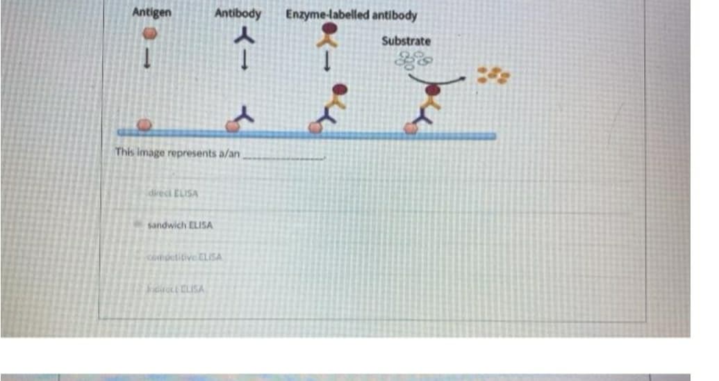 Antigen
Antibody
Enzyme-labelled antibody
Substrate
This image represents a/an
direci ELISA
sandwich ELISA
competitive ELISA
