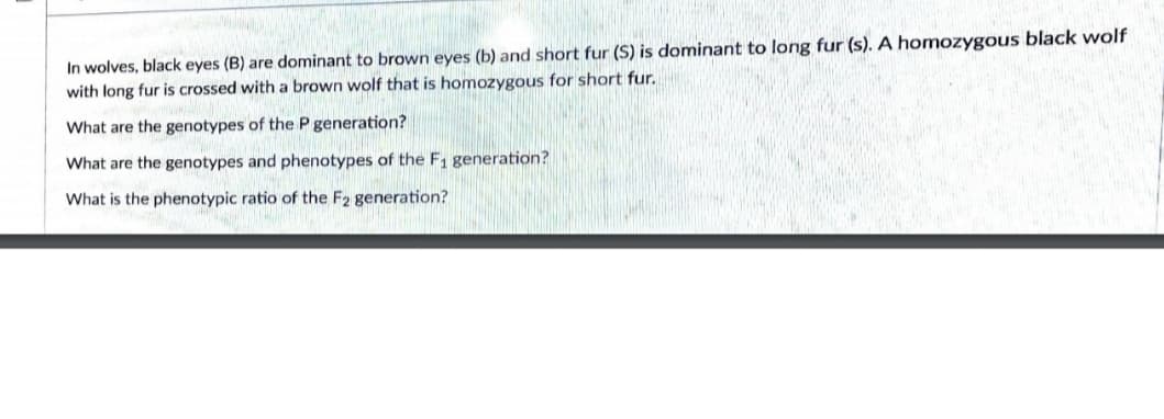 In wolves, black eyes (B) are dominant to brown eyes (b) and short fur (S) is dominant to long fur (s). A homozygous black wolf
with long fur is crossed with a brown wolf that is homozygous for short fur.
What are the genotypes of the P generation?
What are the genotypes and phenotypes of the F1 generation?
What is the phenotypic ratio of the F2 generation?

