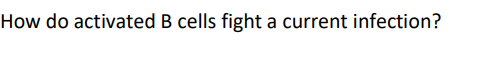 How do activated B cells fight a current infection?
