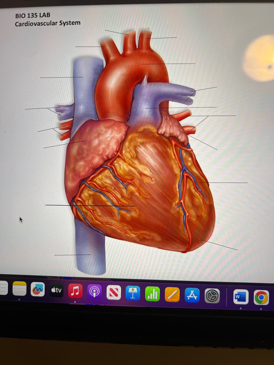 BIO 135 LAB
Cardiovascular System
tv
all ZA
@
W
O