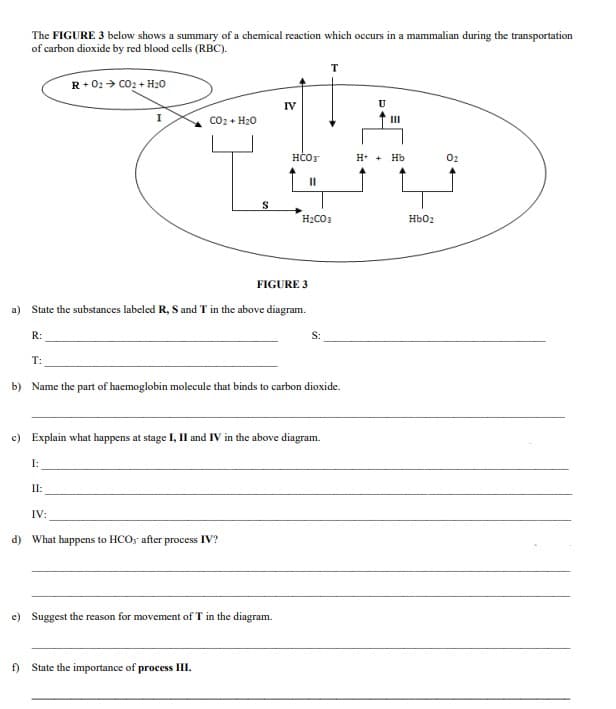 The FIGURE 3 below shows a summary of a chemical reaction which occurs in a mammalian during the transportation
of carbon dioxide by red blood cells (RBC).
т
R+ 02 > CO2 + H20
IV
U
CO2 + H20
II
HČOr
H* + Hb
02
II
H2CO3
Hb02
FIGURE 3
a) State the substances labeled R, S and T in the above diagram.
R:
S:
T:
b) Name the part of haemoglobin molecule that binds to carbon dioxide.
c) Explain what happens at stage I, II and
in
we diagram.
I:
II:
IV:
d) What happens to HCO, after process IV?
e) Suggest the reason for movement of T in the diagram.
f) State the importance of process III.
