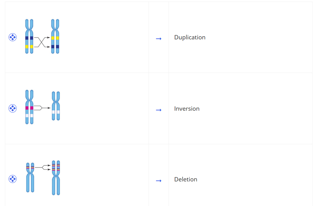 Duplication
Inversion
Deletion
a
