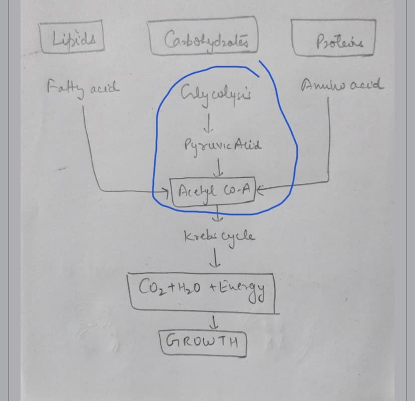 Libids
Fatty acid
Carbohydrates
Cly colysis
↓
Pyruvic Alid
J
→ Acelyl Co-A)<
Krebs cycle
↓
CO₂ + 1₂0 + Energy
↓
GROWTH
Proteins
Amino acid