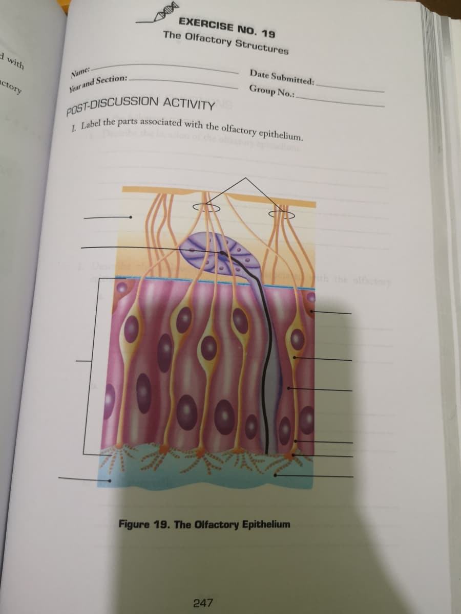 d with
actory
Name:
Year and Section:
EXERCISE NO. 19
The Olfactory Structures
P
POST-DISCUSSION ACTIVITY S
I. Label the parts associated with the olfactory epithelium.
Date Submitted:.
Group No.:.
Figure 19. The Olfactory Epithelium
247
ith the olfactory