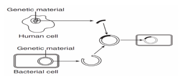 Genetic material
Human cell
Genetic material
Bacterial cell
