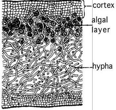 cortex
algal
layer
hypha
