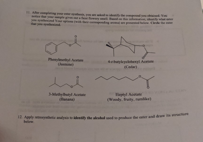 11. After completing your ester synthesis, you are asked to identify the compound you obtained. You
notice that your sample gives out a faint flowery smell. Based on this information, identify what ester
you synthesized Your options (with their corresponding aroma) are presented below. Circle the ester
that you synthesized.
Phenylmethyl Acetate
(Jasmine)
4-t-butylcyclohexyl Acetate
(Cedar)
3-Methylbutyl Acetate
(Banana)
Heptyl Acetate
(Woody, fruity, rumlike)
12. Apply retrosynthetic analysis to identify the alcohol used to produce the ester and draw its structure
below.
