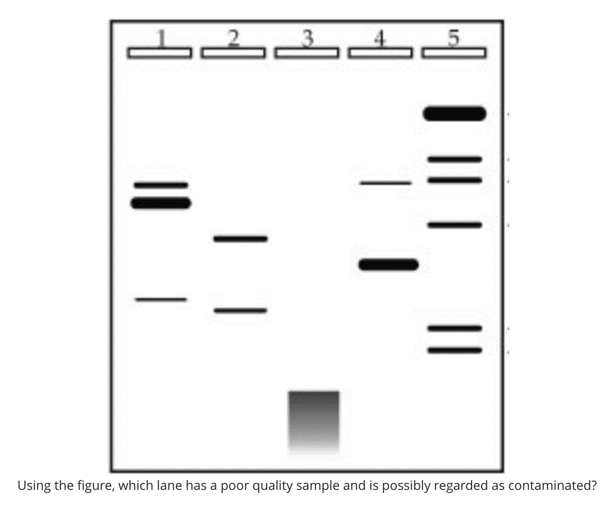 || |
|| | || | ||
I
2
3
55
Using the figure, which lane has a poor quality sample and is possibly regarded as contaminated?