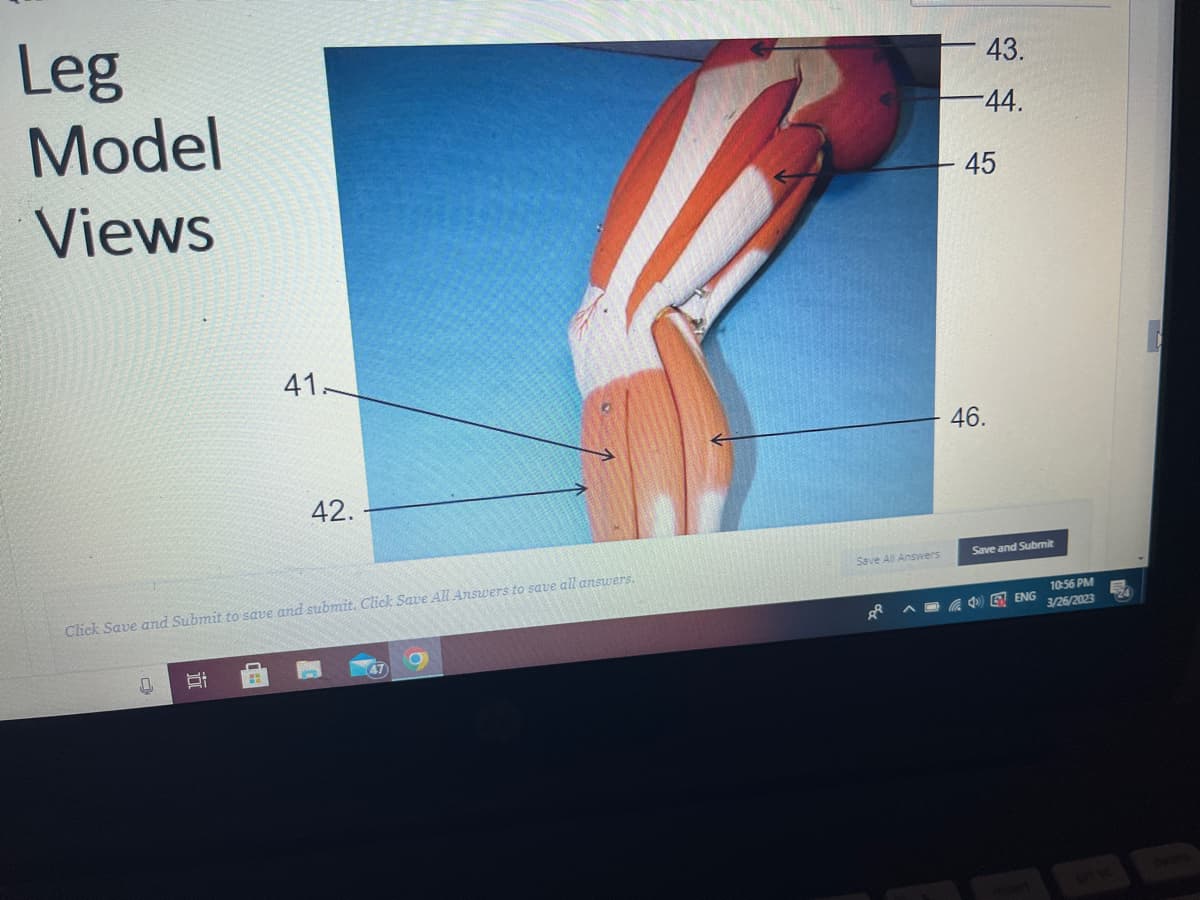 Leg
Model
Views
a
41.
Click Save and Submit to save and submit. Click Save All Answers to save all answers.
TT
42.
Save All Answers
43.
-44.
45
46.
Save and Submit
ENG
10:56 PM
3/26/2023
7