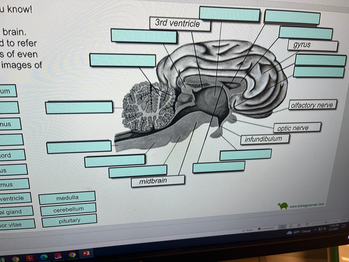 u know!
brain.
d to refer
s of even
images of
um
mus
cord
us
mus
ventricle
al gland
por vitae
medulla
cerebellum
pituitary
P
3rd ventricle
midbrain
infundibulum
Notes
Comments
gyrus
olfactory nerve
optic nerve
www.biologycorner.com
60°F Cloudy
10:55 PM
104 4/7/1/2023
-