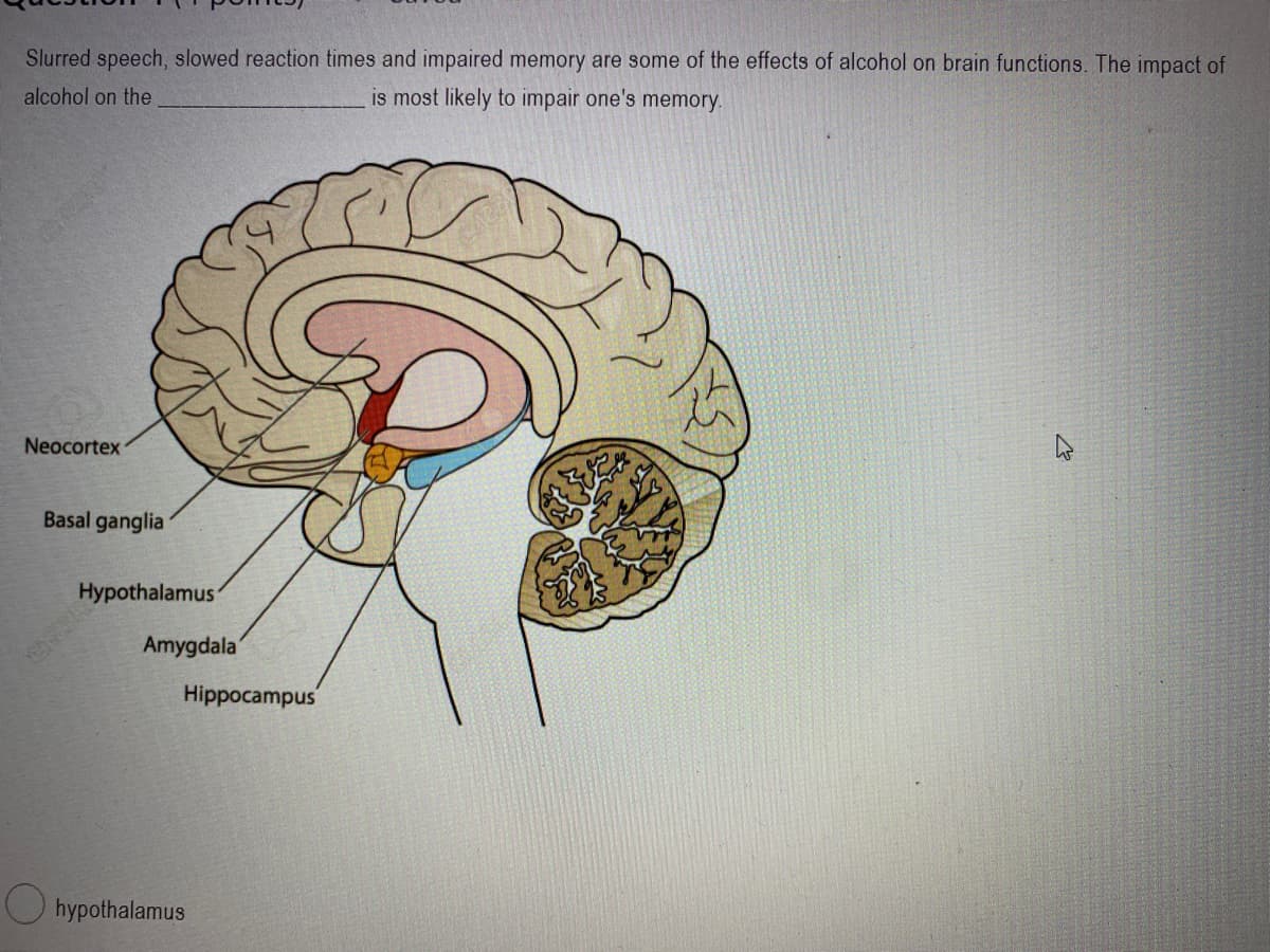 Slurred speech, slowed reaction times and impaired memory are some of the effects of alcohol on brain functions. The impact of
alcohol on the
is most likely to impair one's memory.
Neocortex
Basal ganglia
Hypothalamus
Amygdala
Hippocampus
hypothalamus
