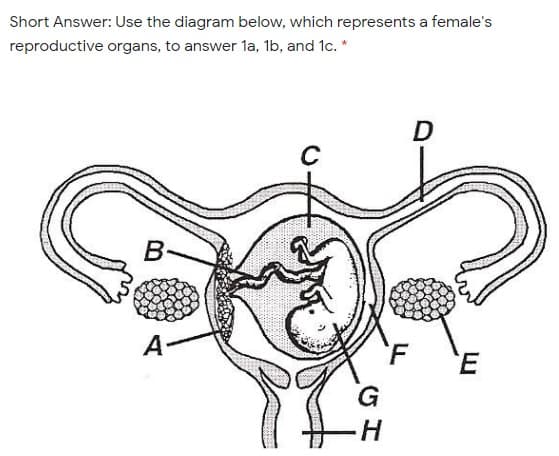 Short Answer: Use the diagram below, which represents a female's
reproductive organs, to answer la, 1b, and 1c. *
D
А
'F
E
G
