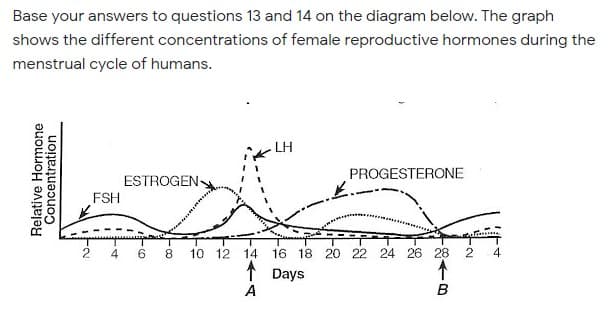 Base your answers to questions 13 and 14 on the diagram below. The graph
shows the different concentrations of female reproductive hormones during the
menstrual cycle of humans.
LH
ESTROGEN
PROGESTERONE
FSH
6.
8.
10 12 14
16 18 20 22 24 26 28
4
1 Days
A
B
Relative Hormone
