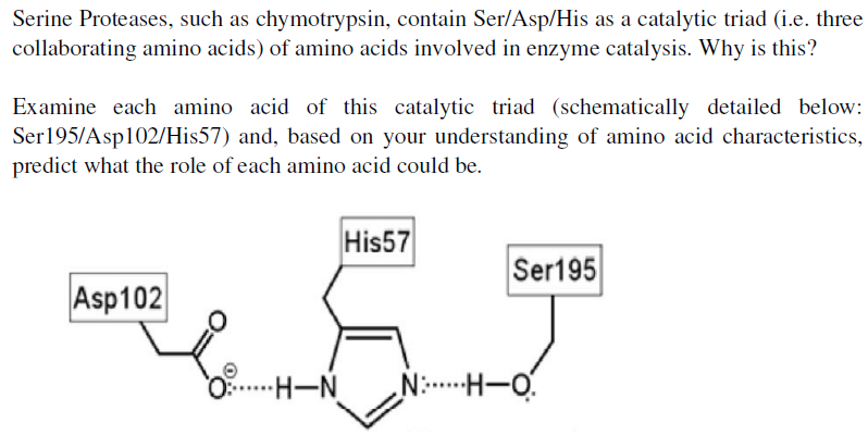 Serine Proteases, such as chymotrypsin, contain Ser/Asp/His as a catalytic triad (i.e. three
collaborating amino acids) of amino acids involved in enzyme catalysis. Why is this?
Examine each amino acid of this catalytic triad (schematically detailed below:
Ser195/Asp102/His57) and, based on your understanding of amino acid characteristics,
predict what the role of each amino acid could be.
His57
Ser195
Asp102
