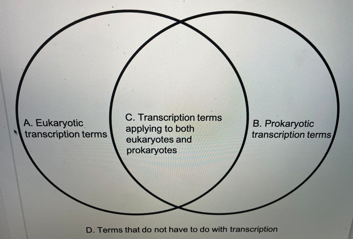 C. Transcription terms
applying to both
eukaryotes and
prokaryotes
A. Eukaryotic
transcription terms
B. Prokaryotic
transcription terms
D. Terms that do not have to do with transcription

