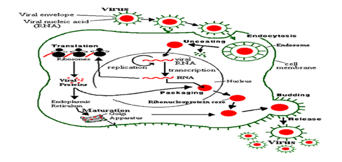 Vrus
Viral envvelope
Viral nucleic acid·
RNA)
Endocytosis
Uncoating
-Endosome
Translsation
viral
RNA
Rbosores
replication
cell
membrane
transcription
RNA
Viral:
Proieins
Nucleus
Packaging
Budding
Endoplasmic
Reticulurn
RBonucleoprotein core
Maturation
Golgi
Apparatus
lease
Virús
