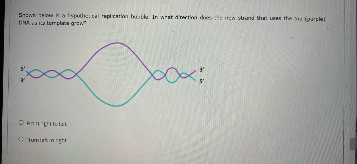 Shown below is a hypothetical replication bubble. In what direction does the new strand that uses the top (purple)
DNA as its template grow?
3'
5'
5'
3'
O From right to left
O From left to right
