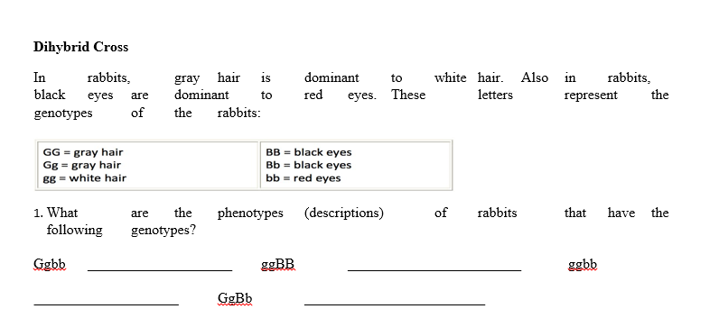 Dihybrid Cross
gray hair
dominant
In
rabbits,
is
dominant
to
white hair. Also in
rabbits,
black
red
eyes. These
letters
the
eyes
are
to
represent
genotypes
of
the
rabbits:
GG = gray hair
Gg = gray hair
gg = white hair
BB = black eyes
Bb = black eyes
bb = red eyes
1. What
the
phenotypes (descriptions)
of
rabbits
that
have the
are
following
genotypes?
Ggbb
ggBB
ggbb
GgBb
