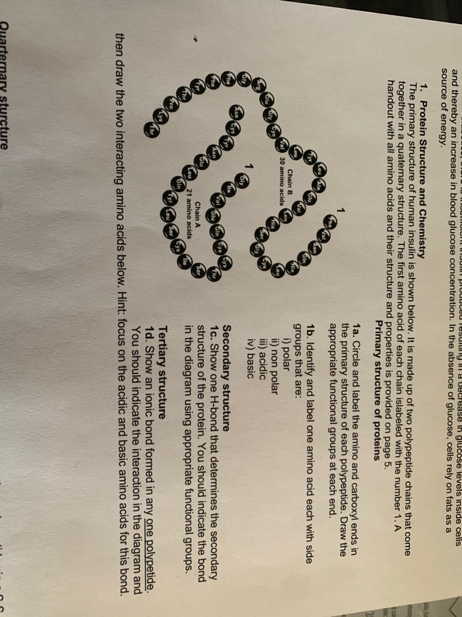 unu meleDy aln ncease In BIUUU giucose concentration. In the absence of glucose, cells rely on fats as a
source of energy.
1. Protein Structure and Chemistry
The primary structure of human insulin is shown below. It is made up of two polypeptide chains that come
together in a quaternary structure. The first amino acid of each chain islabeled with the number 1. A
handout with all amino acids and their structure and properties is provided on page 5.
Primary structure of proteins
1a. Circle and label the amino and carboxyl ends in
the primary structure of each polypeptide. Draw the
appropriate functional groups at each end.
Ceu Ala
1b. Identify and label one amino acid each with side
groups that are:
i) polar
ii) non polar
iii) acidic
iv) basic
Glu
Chain B
30 amino acids
His
Secondary structure
1c. Show one H-bond that determines the secondary
structure of the protein. You should indicate the bond
in the diagram using appropriate functional groups.
Gin Cya
Chain A
21 amino acids
Thr
Gin
LeuSer
Tertiary structure
1d. Show an ionic bond formed in any one polypetide.
You should indicate the interaction in the diagram and
then draw the two interacting amino acids below. Hint: focus on the acidic and basic amino acids for this bond.
