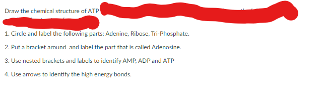 Draw the chemical structure of ATP
1. Circle and label the following parts: Adenine, Ribose, Tri-Phosphate.
2. Put a bracket around and label the part that is called Adenosine.
3. Use nested brackets and labels to identify AMP, ADP and ATP
4. Use arrows to identify the high energy bonds.
