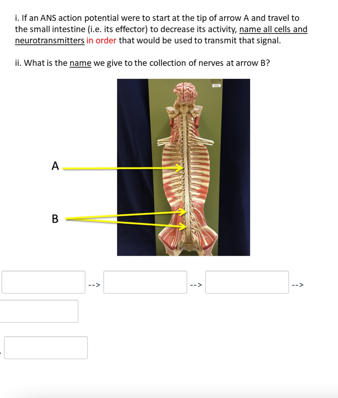 i. If an ANS action potential were to start at the tip of arrow A and travel to
the small intestine (i.e. its effector) to decrease its activity, name all cells and
neurotransmitters in order that would be used to transmit that signal.
ii. What is the name we give to the collection of nerves at arrow B?
A
B
->
