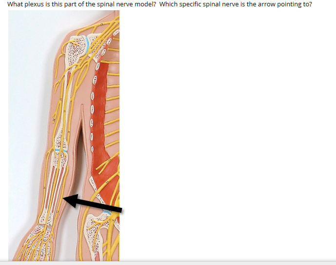 What plexus is this part of the spinal nerve model? Which specific spinal nerve is the arrow pointing to?

