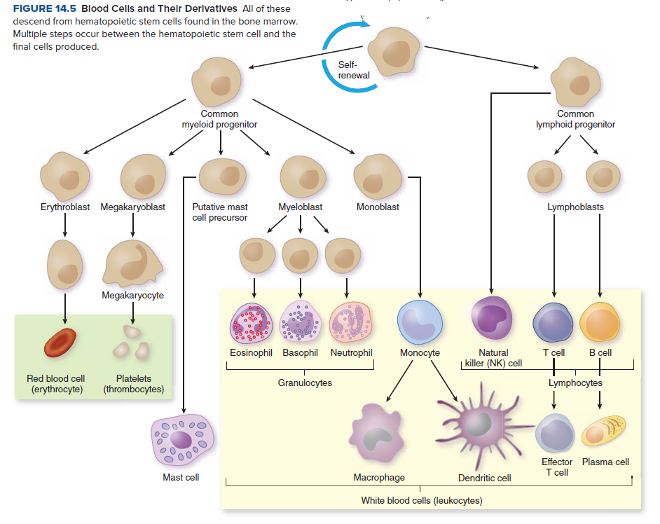 FIGURE 14.5 Blood Cells and Thelr Derivatives All of these
descend from hematopoietic stem cells found in the bone marrow.
Multiple steps occur between the hematopoietic stem cell and the
final cells produced.
Self-
renewal
Common
Common
myeloid progenitor
lymphoid progenitor
Erythroblast Megakaryoblast
Putative mast
Myeloblast
Monoblast
Lymphoblasts
cell precursor
Megakaryocyte
Eosinophil Basophil Neutrophil
Monocyte
T cell
В ce
Natural
| killer (NK) cell
Red blood cell
Platelets
Granulocytes
Lymphocytes
(erythrocyte)
(thrombocytes)
Effector Plasma cell
T cell
Mast cell
Macrophage
Dendritic cell
White blood cells (leukocytes)
000
