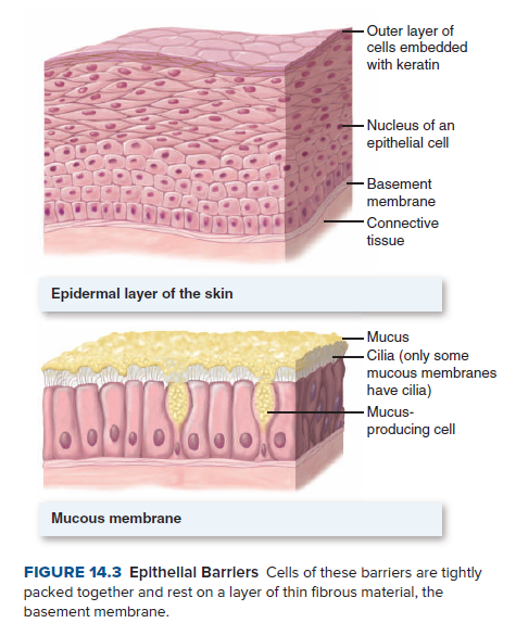 - Outer layer of
cells embedded
with keratin
– Nucleus of an
epithelial cell
- Basement
membrane
-Connective
tissue
Epidermal layer of the skin
- Mucus
- Cilia (only some
mucous membranes
have cilia)
- Mucus-
producing cell
Mucous membrane
FIGURE 14.3 Epithellal Barriers Cells of these barriers are tightly
packed together and rest on a layer of thin fibrous material, the
basement membrane.
