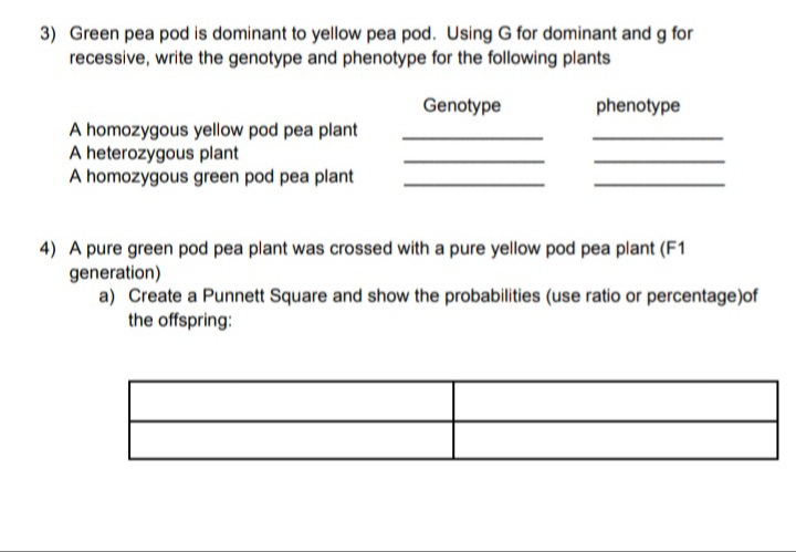 3) Green pea pod is dominant to yellow pea pod. Using G for dominant and g for
recessive, write the genotype and phenotype for the following plants
Genotype
phenotype
A homozygous yellow pod pea plant
A heterozygous plant
A homozygous green pod pea plant
4) A pure green pod pea plant was crossed with a pure yellow pod pea plant (F1
generation)
a) Create a Punnett Square and show the probabilities (use ratio or percentage)of
the offspring:
