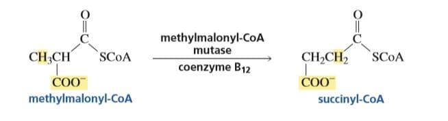 methylmalonyl-COA
mutase
CH,CH2
COO
CH,CH
SCOA
SCOA
coenzyme B12
COO
methylmalonyl-CoA
succinyl-CoA
