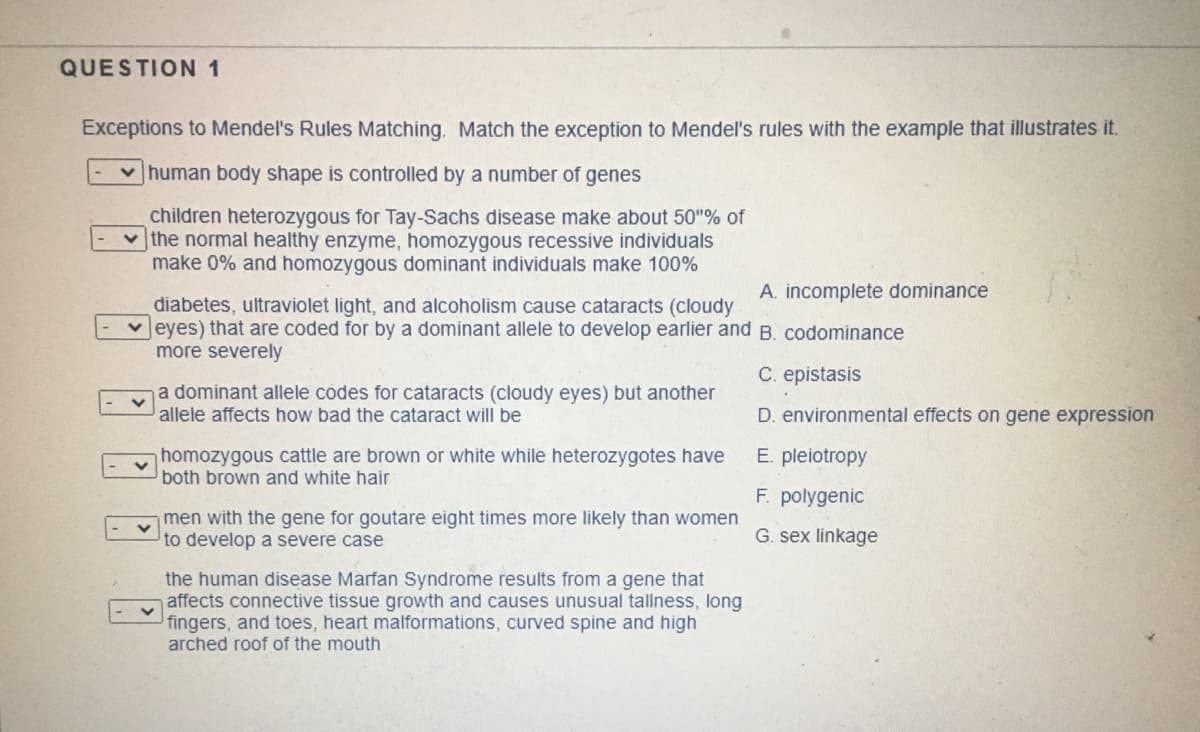 QUESTION 1
Exceptions to Mendel's Rules Matching. Match the exception to Mendel's rules with the example that illustrates it.
human body shape is controlled by a number of genes
children heterozygous for Tay-Sachs disease make about 50"% of
v the normal healthy enzyme, homozygous recessive individuals
make 0% and homozygous dominant individuals make 100%
A. incomplete dominance
diabetes, ultraviolet light, and alcoholism cause cataracts (cloudy
v eyes) that are coded for by a dominant allele to develop earlier and B. codominance
more severely
C. epistasis
a dominant allele codes for cataracts (cloudy eyes) but another
allele affects how bad the cataract will be
D. environmental effects on gene expression
homozygous cattle are brown or white while heterozygotes have
both brown and white hair
E. pleiotropy
F. polygenic
men with the gene for goutare eight times more likely than women
to develop a severe case
G. sex linkage
the human disease Marfan Syndrome results from a gene that
affects connective tissue growth and causes unusual tallness, long
fingers, and toes, heart malformations, curved spine and high
arched roof of the mouth
