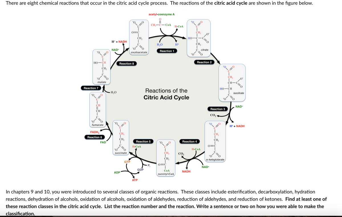 There are eight chemical reactions that occur in the citric acid cycle process. The reactions of the citric acid cycle are shown in the figure below.
acetyl-coenzyme A
0
CH₂-C-CoA
HO-CH
Reaction 7
O
malate
CH₂
CH
||
CH
fumarate
FADH₂
Reaction 6
FAD
H+ + NADH
NAD+
1,0
H₂C
CH₂
CH₂
Reaction 8
succinate
ADP
0=C
GTP
CH₂
oxaloacetate
Reaction 5
H-COA
GDP
ATP
H₂O
Reaction 1
C
Reactions of the
Citric Acid Cycle
CH₂
CH₂
H-COA
0=C
1
CoA
succinyl-CoA
H+
HO-C
Reaction
CO₂
с
CH₂
NADH
CH₂
citrate
Reaction 2
H-COA
Reaction 3
CO₂
I
CH₂
T
CH₂
0=C
NAD+
HO–CH
a-ketoglutarate
CH,
CH
isocitrate
NAD+
H+ + NADH
In chapters 9 and 10, you were introduced to several classes of organic reactions. These classes include esterification, decarboxylation, hydration
reactions, dehydration of alcohols, oxidation of alcohols, oxidation of aldehydes, reduction of aldehydes, and reduction of ketones. Find at least one of
these reaction classes in the citric acid cycle. List the reaction number and the reaction. Write a sentence or two on how you were able to make the
classification.