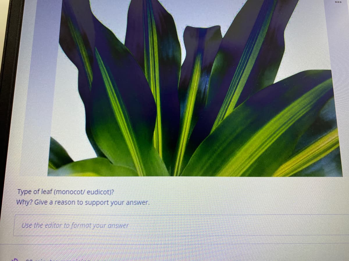Type of leaf (monocot/ eudicot)?
Why? Give a reason to support your answer.
Use the editor to format your answer
