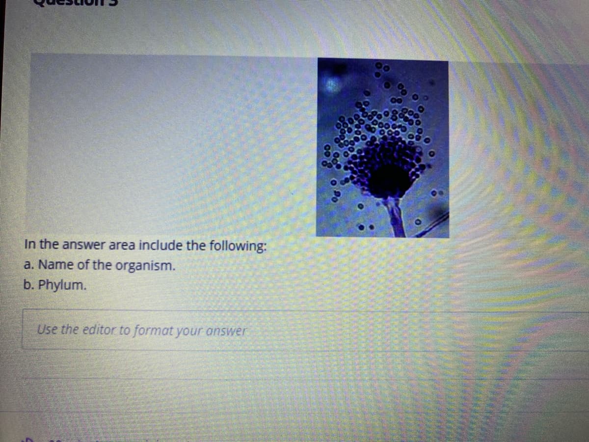 In the answer area include the following:
a. Name of the organism.
b. Phylum.
Use the editor to format your answer

